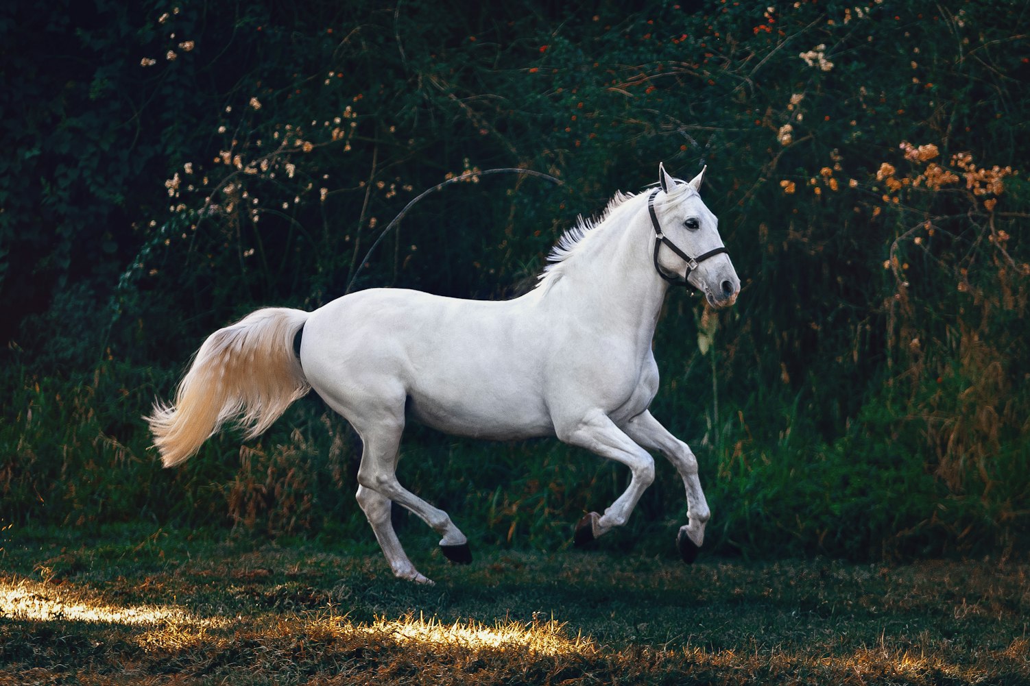 奔腾马(奔腾马车标是什么牌子) 奔腾马(奔腾马车标是什么牌子)