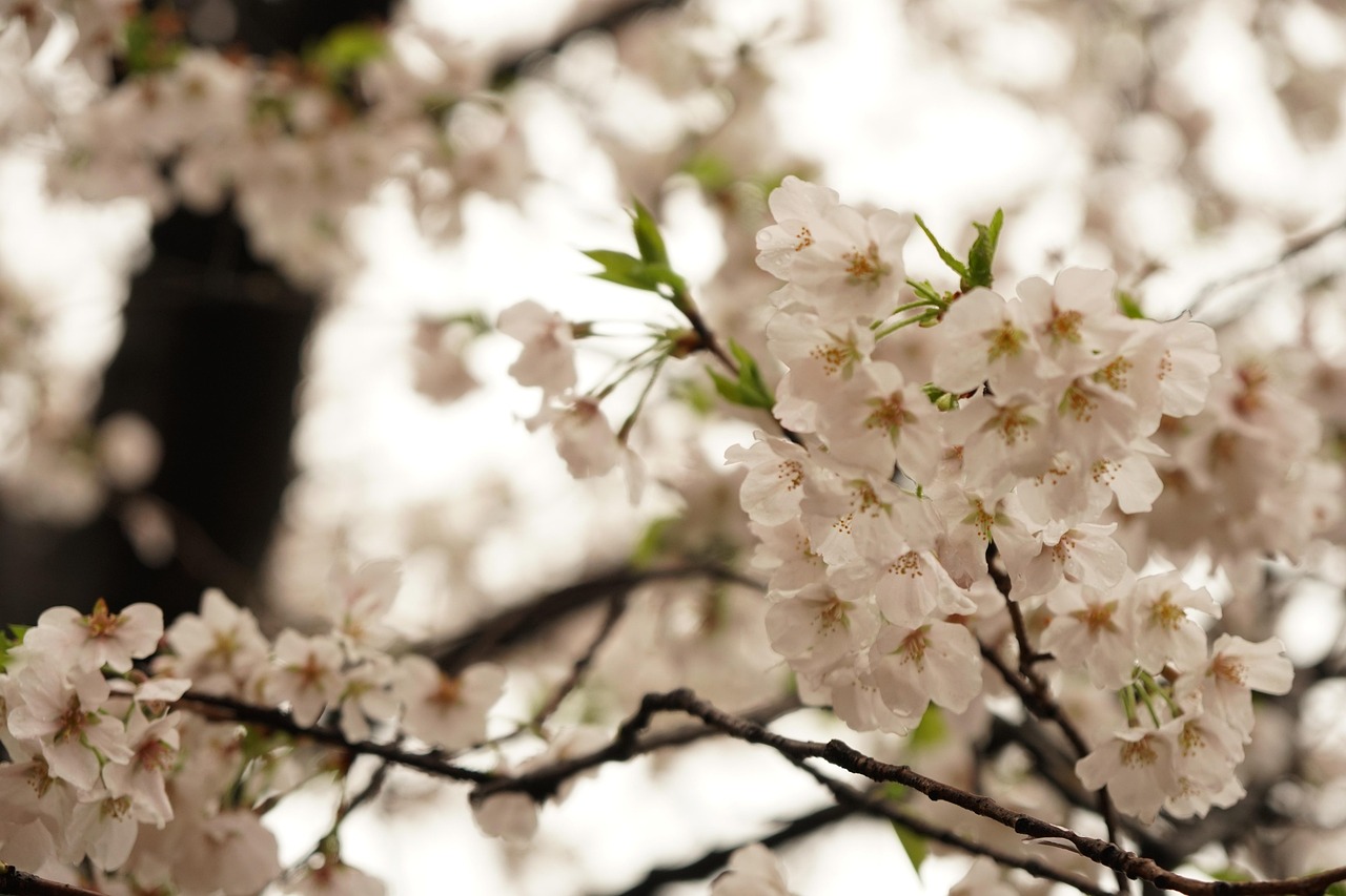 「樱花代理」〃樱花授权 「樱花代理」〃樱花授权